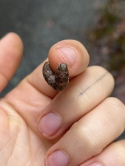 Orthodes majuscula