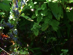 Araneidae