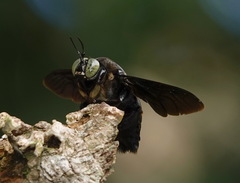 Xylocopa latipes