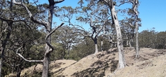 Eucalyptus urophylla