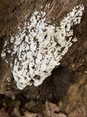 Ceratiomyxa