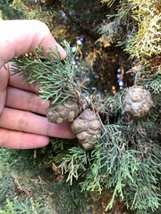 Cupressus sempervirens