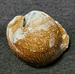 Clypeolum latissimum