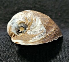 Clypeolum latissimum