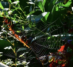 Araneidae