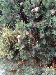 Cupressus sempervirens