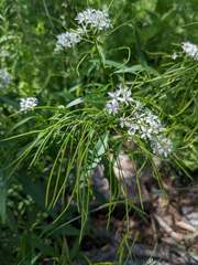 Thelypodium wrightii