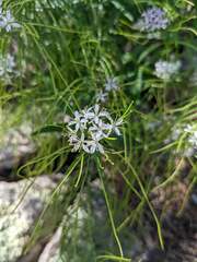 Thelypodium wrightii