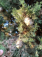 Cupressus sempervirens
