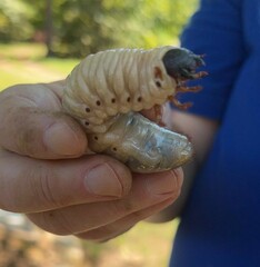 Dynastes tityus