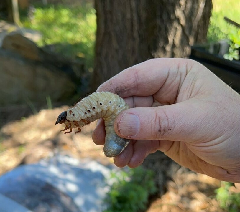 Eastern Hercules Beetle from 370 Friendship Rd, Canton, GA 30114, USA