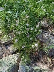 Thelypodium wrightii