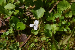 Viola renifolia