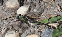 Ophiogomphus colubrinus
