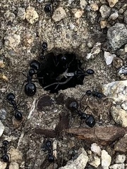 Veromessor pergandei