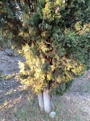 Cupressus sempervirens