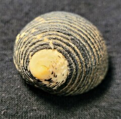 Nerita scabricosta