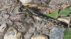 Ophiogomphus colubrinus