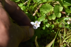 Viola renifolia