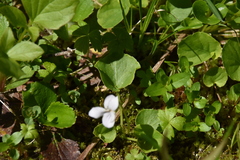 Viola renifolia
