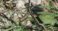 Ophiogomphus colubrinus
