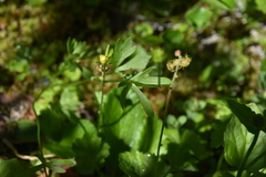 Ranunculus eschscholtzii