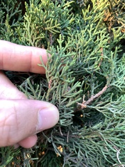 Cupressus sempervirens