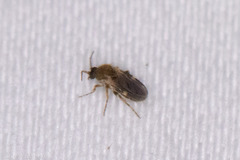 Forcipomyia