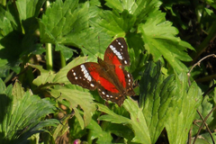 Anartia amathea