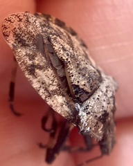 Brochymena