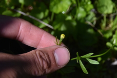 Ranunculus eschscholtzii