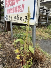Amaranthus powellii