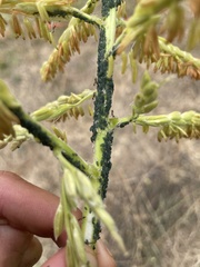 Aphidomorpha