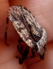 Brochymena