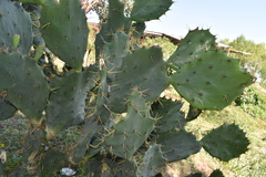 Opuntia