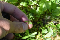 Ranunculus eschscholtzii