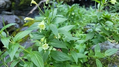 Epilobium luteum
