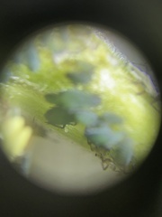 Aphidomorpha