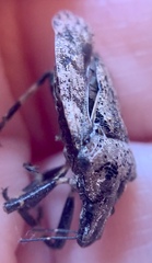 Brochymena