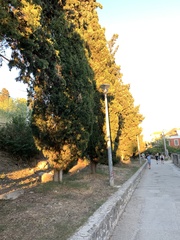 Cupressus sempervirens