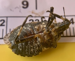 Brochymena