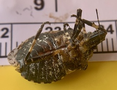 Brochymena