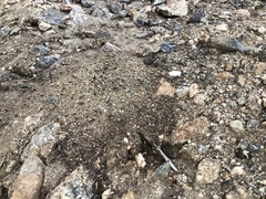 Veromessor pergandei