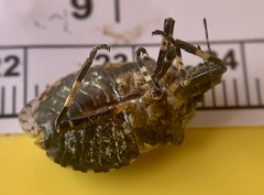Brochymena