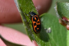 Chrysomelidae