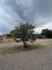 Prosopis glandulosa