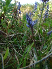 Polygala campestris