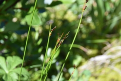 Juncus drummondii
