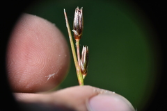 Juncus drummondii
