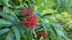 Sorbus americana